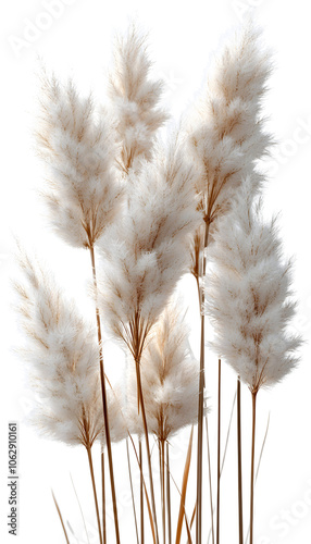 Ornamental grass isolated on a white or transparent background.
