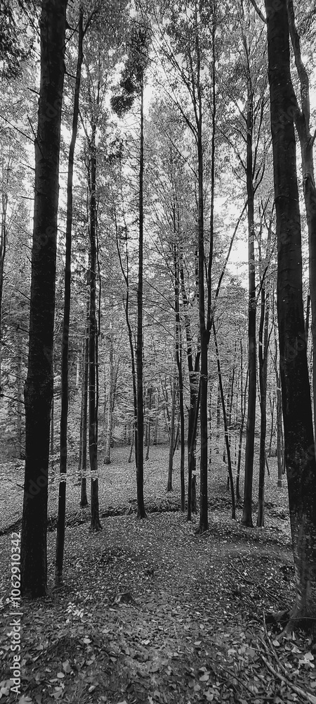 Landscapes - Forest - Europe, Romania, Suceava region Landscapes - Forest - Europe, Romania, Suceava region