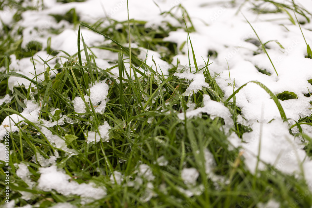 green grass covered with snow, bad weather, frost green grass covered with snow, bad weather, frost