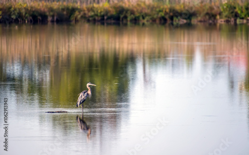 Magnificent Great Blue Heron standing majestically in a lake with Autumn color reflections photo