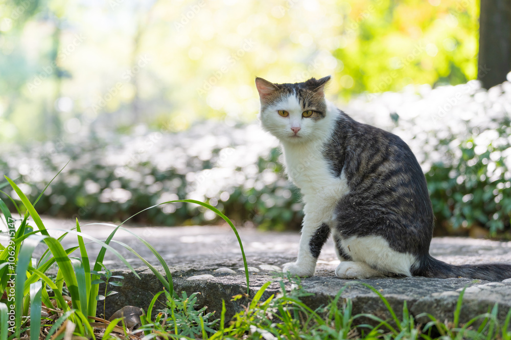 Obraz premium Cat sitting on the ground in the park