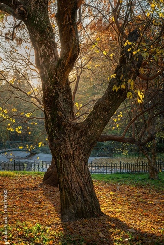 Krakowskie planty jesienią, czyli wielki park w Krakowie