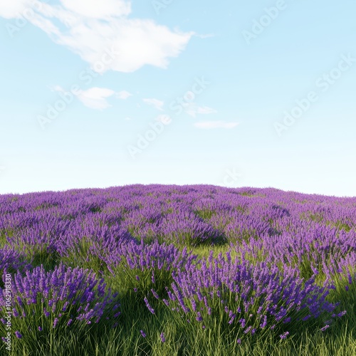 Vibrant lavender field under a clear blue sky with fluffy clouds, showcasing the beauty of nature.