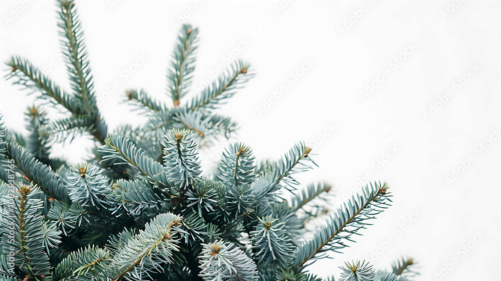 Closeup of Christmas-tree background. Christmas holidays composition on white background with copy space for your text Closeup of Christmas-tree background. Christmas holidays composition on white background with copy space for your text