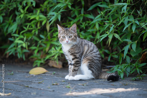 Wallpaper Mural Kitty sitting on the ground in the garden Torontodigital.ca