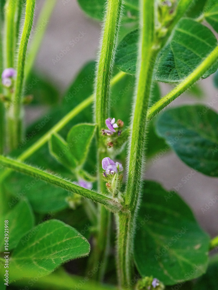 Macro shot of delicate purple flowers on a green soybean plant in a field Macro shot of delicate purple flowers on a green soybean plant in a field