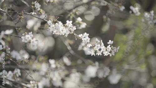 Cherry blossom branches swaying in the spring breeze