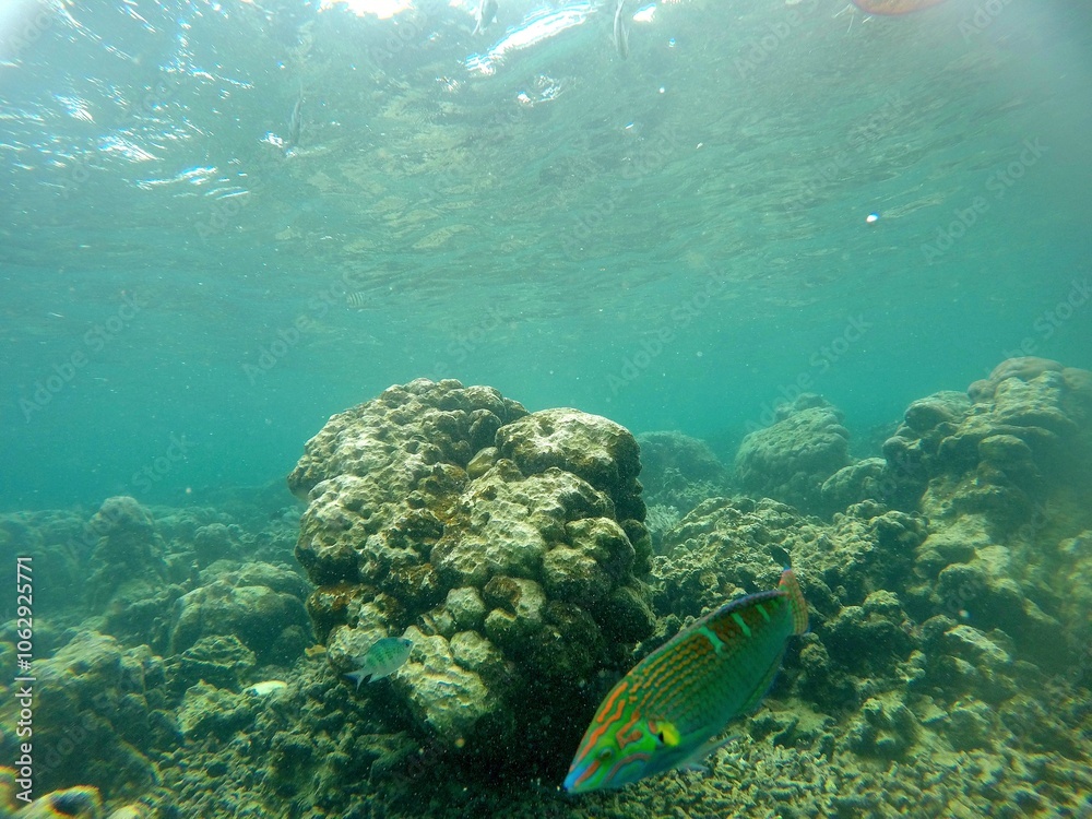 Underwater View: Coral Reef anda Fish Underwater View: Coral Reef anda Fish