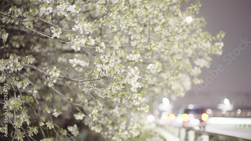 Roadside cherry branches illuminated by the lights of passing cars (4)