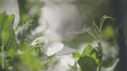 Close up of the tendril of peas, lush in the fertile fields