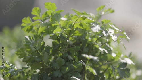 Coriander leaves lushly growing in the fields of fertile land