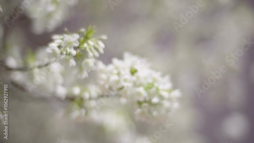 Fantastic cherry blossoms defocused, branches moving in the wind.