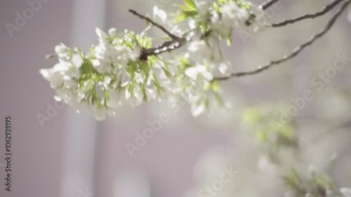 Close-up of a cherry blossom branch moving in the wind