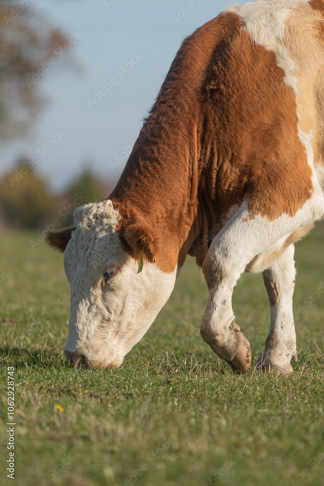 Red mottled cow grazing grass on pasture. Beautiful sunny day.