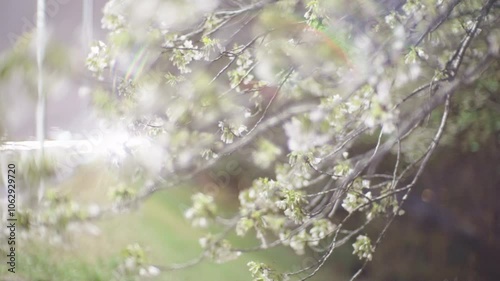 Roadside cherry branches illuminated by the lights of passing cars (2)