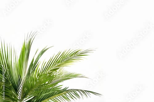 coconut leaves isolated on white
