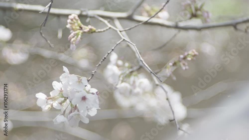 Close-up of a beautiful white cherry blossom