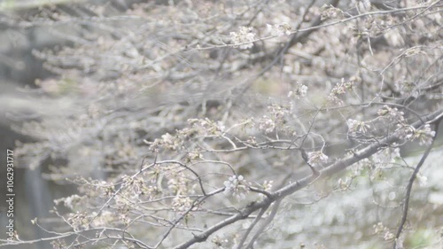 Early spring scene with meltwater reflect and illuminate sakura buds.