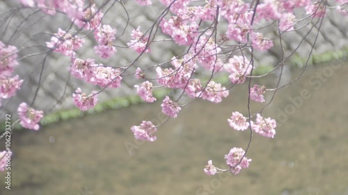 Pink cherry blossoms and branches moving in the wind by the river