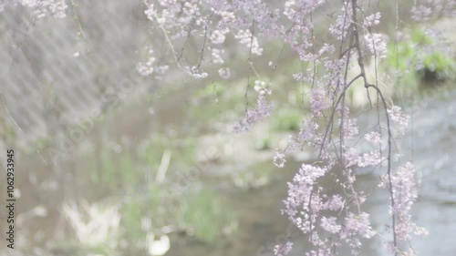 Spring riparian with pink cherry blossoms moving and meltwater flowing