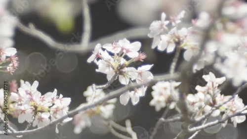 Close-up of a cherry blossom branch shining fantastically white (4)