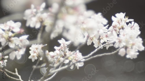Close-up of a cherry blossom branch shining fantastically white (3)