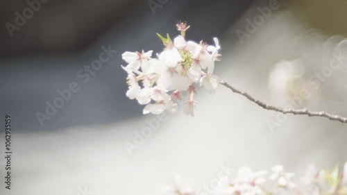 Close-up of a cherry blossom branch shining fantastically white (1)