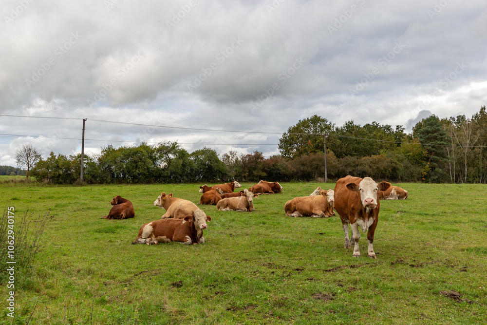 Cows grazing in the pasture