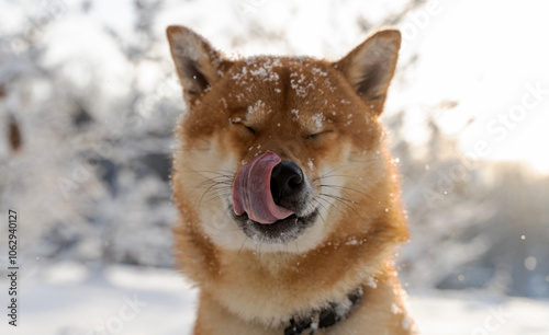 Shiba Inu dog in the winter forest photo