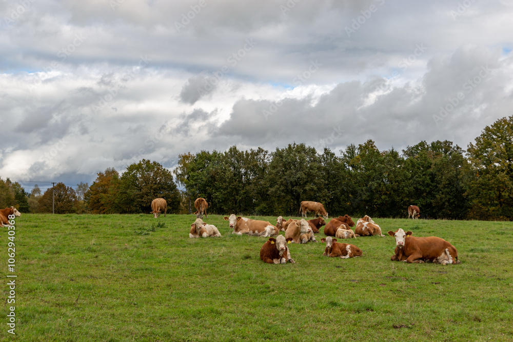 Cows grazing in the pasture