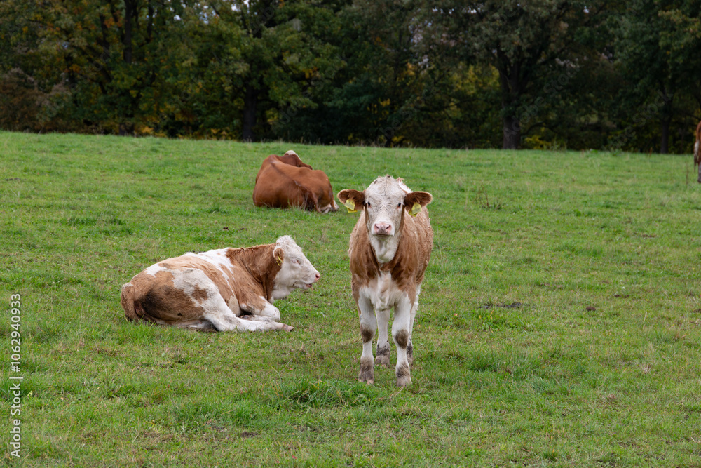 Cows grazing in the pasture