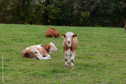Obraz na płótnie Cows grazing in the pasture w salonie