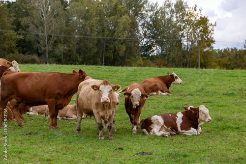 Cows grazing in the pasture