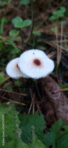 Mushrooms in the forest