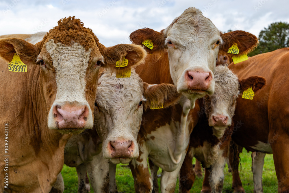 Cows grazing in the pasture