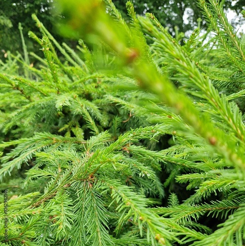 Ferns, texture/background photo