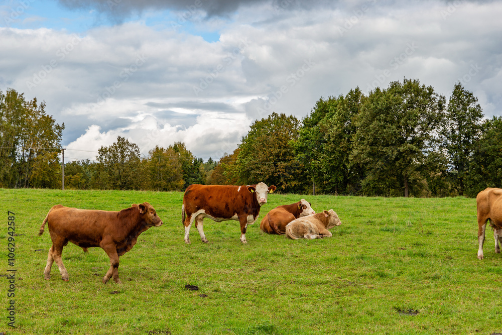 Cows grazing in the pasture