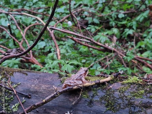 A frog on a log