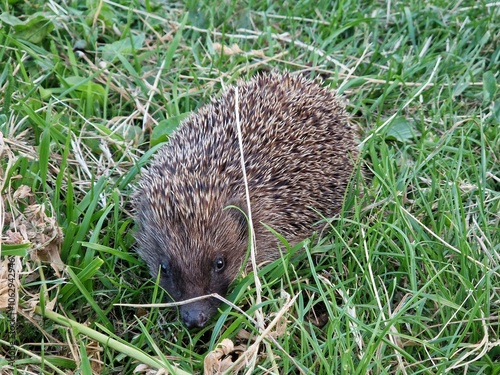 hedgehog in the grass