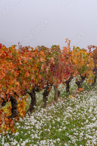 Depicting a vineyard with vines adorned in vibrant autumn colors, set against a backdrop of fog, this image highlights the serenity and beauty of rural landscapes in La Rioja Spain