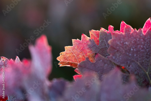 The vibrant red hues of grape leaves are captured in a close-up shot, highlighting the intricate details and stunning colors found in a vineyard during autumn in La Rioja Spain photo