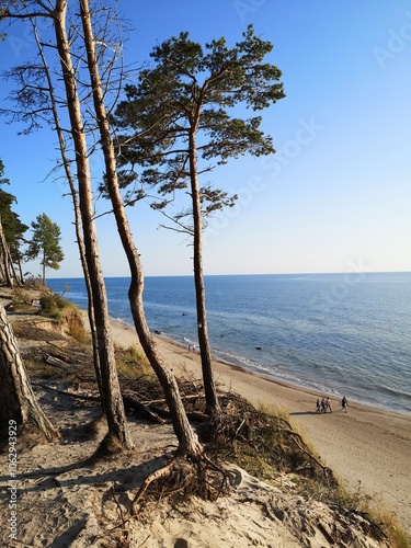 trees on the beach