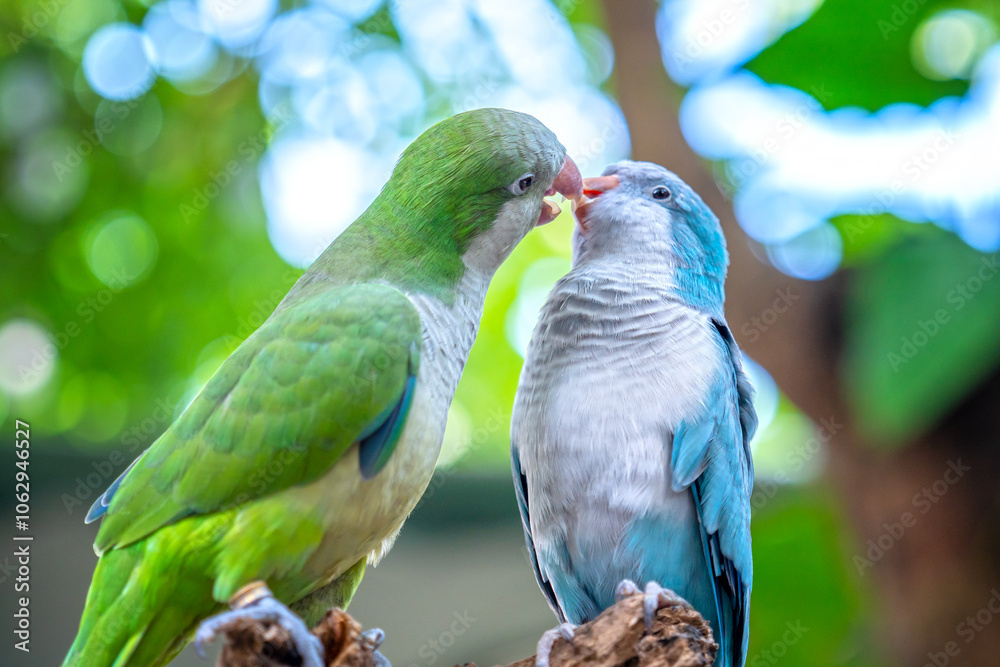 Obraz premium Two monk parakeets (Myiopsitta monachus) in love, also known as the Quaker parrot, small, bright-green parrot with a greyish breast and greenish-yellow abdomen. Valentine concept