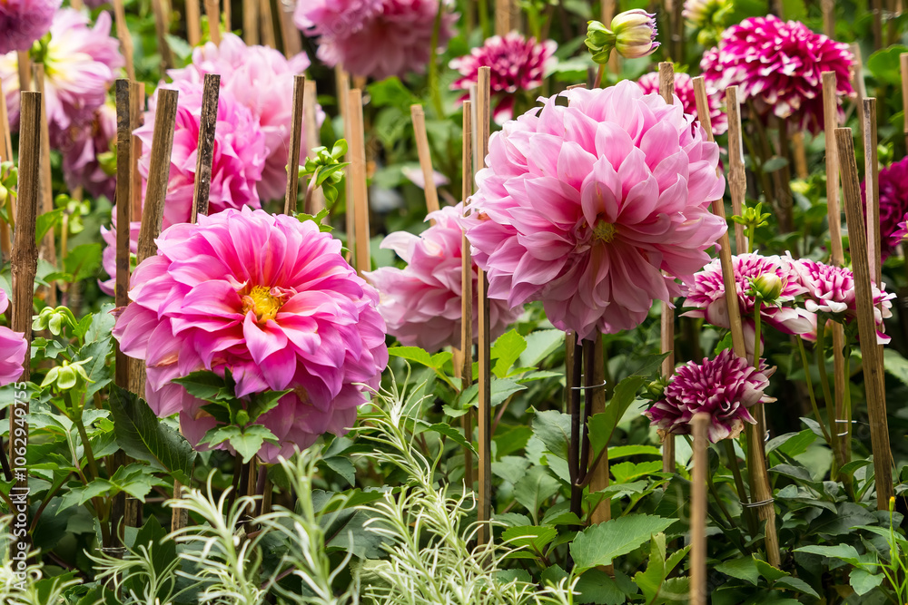 Fototapeta premium Garden of Pink Dahlias.A Serene and Beautiful Floral Display
