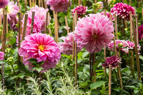 Garden of Pink Dahlias.A Serene and Beautiful Floral Display