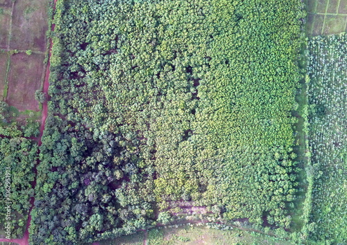 Top View Aerial Photograph of Orchard