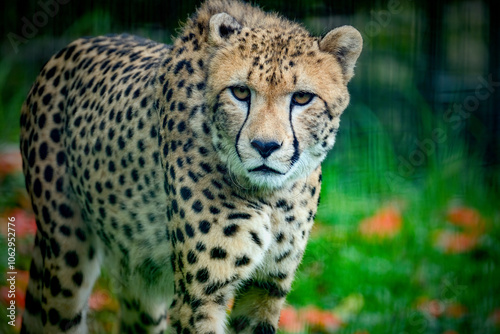 closeup of beautiful cheetah (Acinonyx jubatus) photo