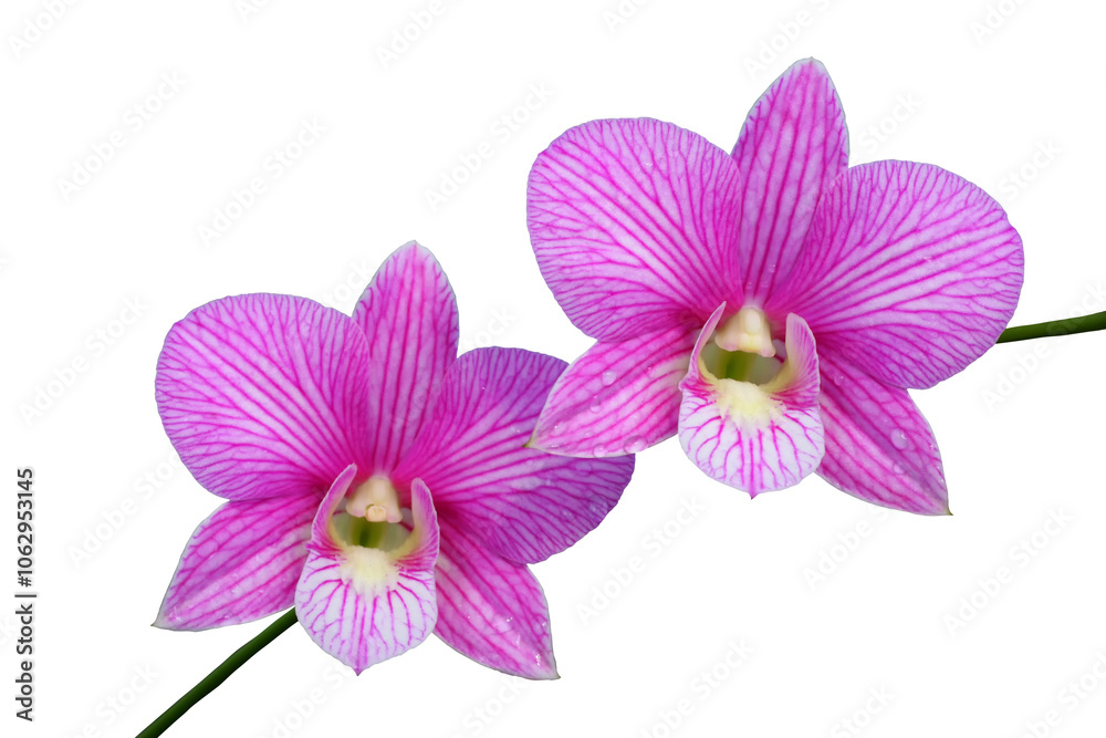 Fototapeta premium Close up of Beautiful purple or pink orchids flower bouquet with isolated on transparent background. PNG