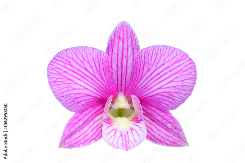 Close up of Beautiful purple or pink orchids flower bouquet with isolated on transparent background. PNG Close up of Beautiful purple or pink orchids flower bouquet with isolated on transparent background. PNG
