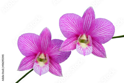 Close up of Beautiful purple or pink orchids flower bouquet with isolated on transparent background. PNG